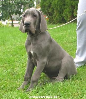 Ch Tamtam Vom Hause Wagner