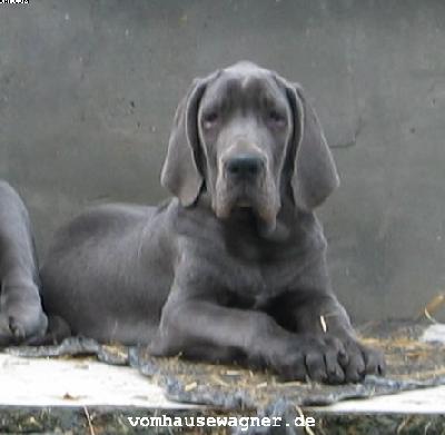 Ch Tamtam Vom Hause Wagner