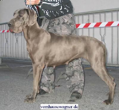 Ch Tamtam Vom Hause Wagner