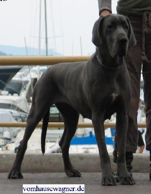 Ch Tamtam Vom Hause Wagner