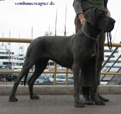 Ch Tamtam Vom Hause Wagner