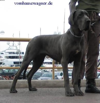 Ch Tamtam Vom Hause Wagner