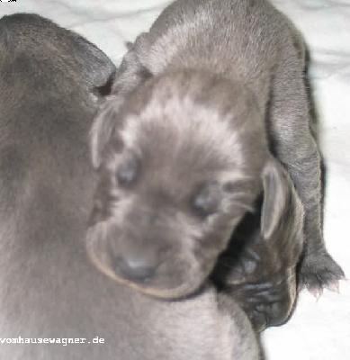 Toutou Vom Hause Wagner