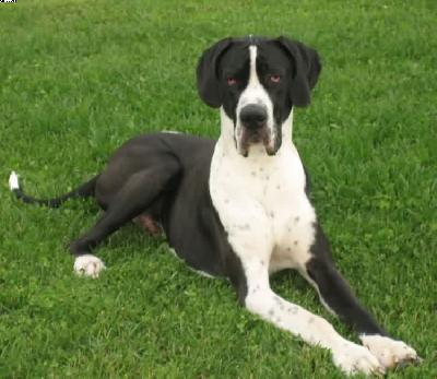 Luan-meissner Von Schlesien