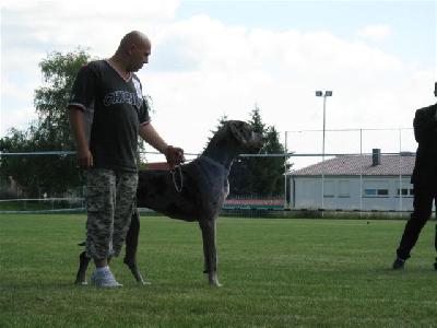 Lavendel-love Von Schlesien