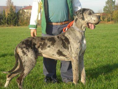 Lavendel-love Von Schlesien