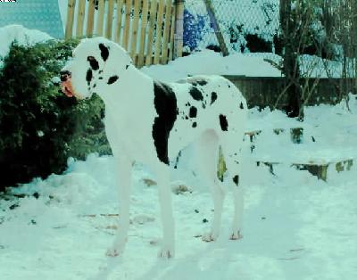 Beluga Von Der Wolfburg