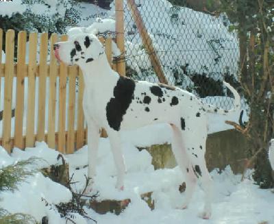 Beluga Von Der Wolfburg