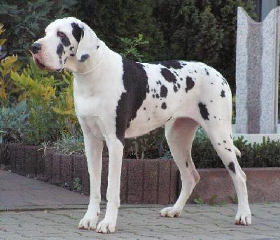 Beluga Von Der Wolfburg