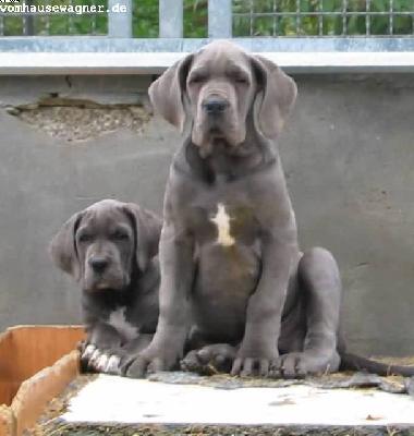 Uriel Vom Hause Wagner