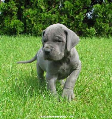 Ukas Vom Hause Wagner