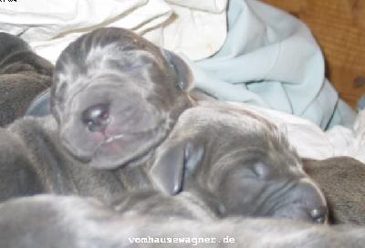 Urania Vom Hause Wagner