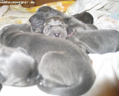 Ura Vom Hause Wagner