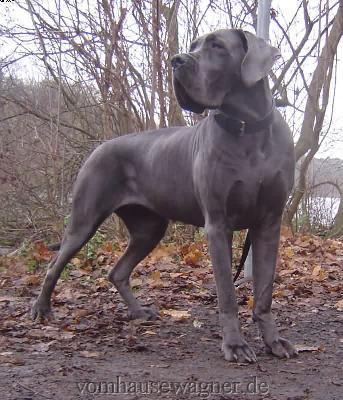 Unikat Vom Hause Wagner