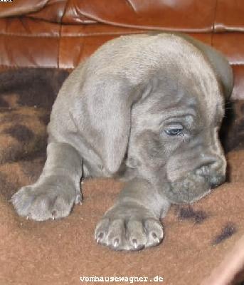 Vavangue Vom Hause Wagner