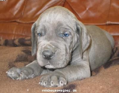 Vicomtesse Vom Hause Wagner