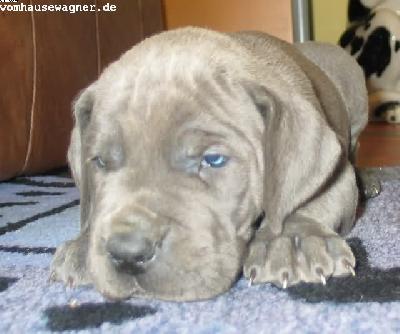 Vision Vom Hause Wagner