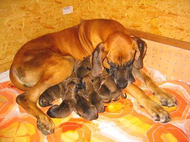 Veronique Bocca Dtigre