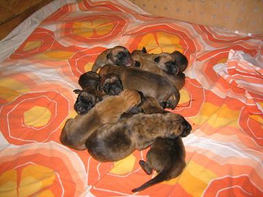 Valeria Bocca D�tigre