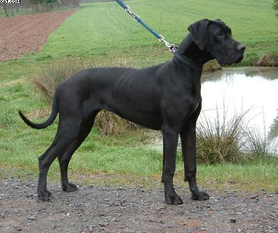 Luna Von Wotans Meute