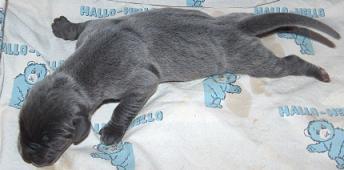 Drakon Vom Regenbogental