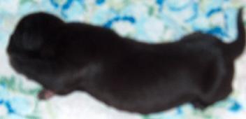 Don Vom Regenbogental