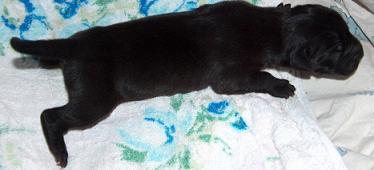 Daimond Vom Regenbogental