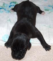 Delilia Vom Regenbogental