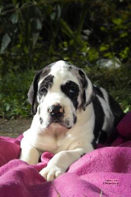 Bajano Vom Elfinger Berg