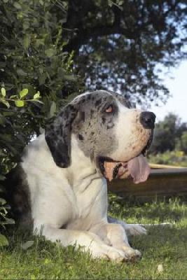 Bethoven Vom Elfinger Berg