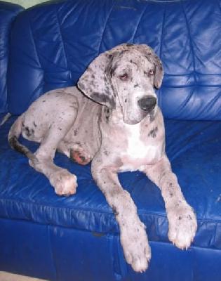 Buster Vom Elfinger Berg