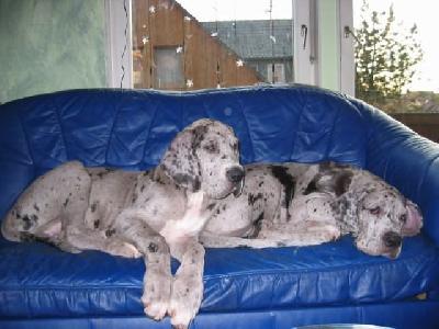 Beluga Vom Elfinger Berg