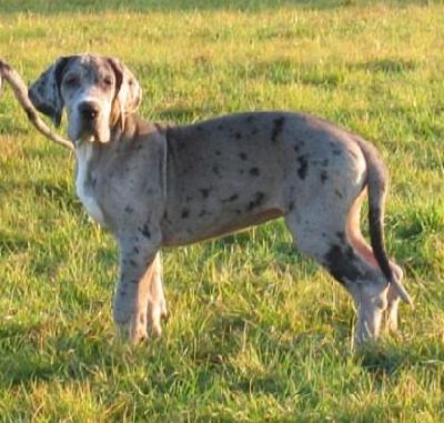 Barisha Vom Elfinger Berg