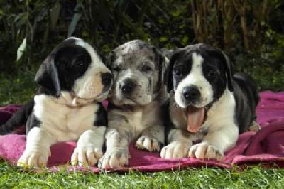 Barisha Vom Elfinger Berg