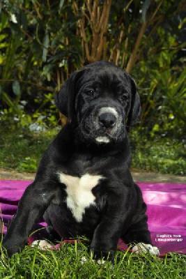 Baghira Vom Elfinger Berg