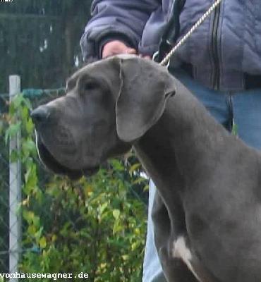 Virgule Du Champ Des Dames