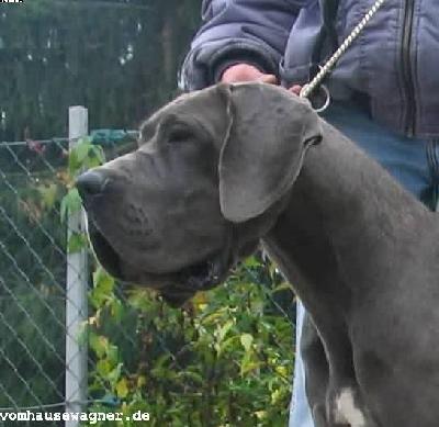 Virgule Du Champ Des Dames