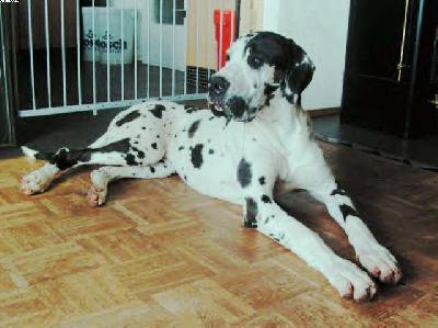 Jinx Vom K�nigsland