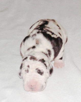 Cleopatra Vom White Temple