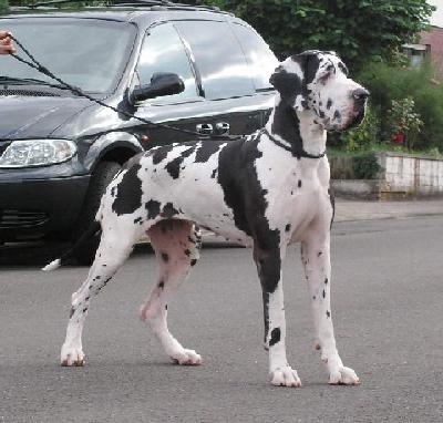 Cleopatra Vom White Temple