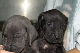 Crisu Vom Teuchelwald