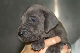 Casanova Vom Teuchelwald