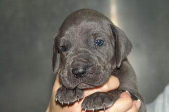 Cleopatra Vom Teuchelwald