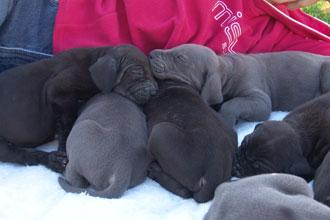 Cinderella Vom Teuchelwald