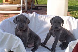 Chanel Vom Teuchelwald