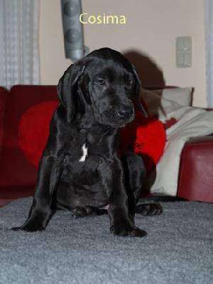 Cosima Vom Teuchelwald