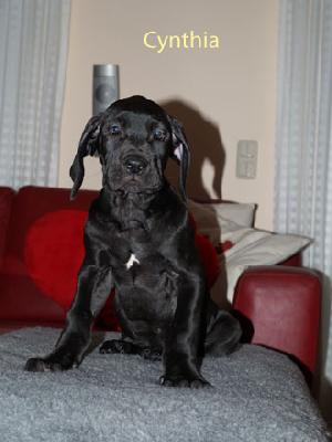 Cynthia Vom Teuchelwald