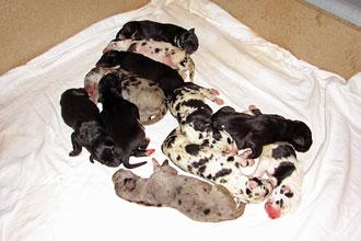 Donald Vom Teuchelwald