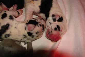 Diablo Vom Teuchelwald