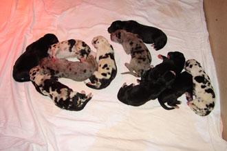 Diamond Vom Teuchelwald